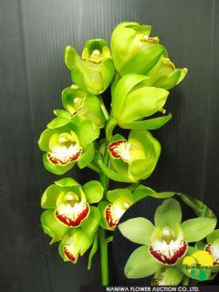 Cymbidium Chopin(Midium Flower).jpg